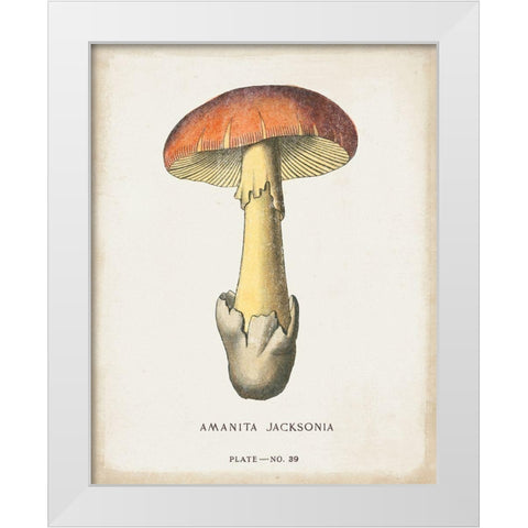 Mushroom Study IV White Modern Wood Framed Art Print by Wild Apple Portfolio