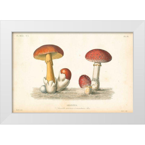 French Mushrooms I White Modern Wood Framed Art Print by Wild Apple Portfolio