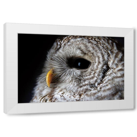 Barred Owl Portrait White Modern Wood Framed Art Print by Larson, Nathan