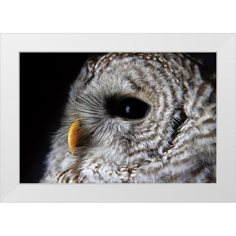 Barred Owl Portrait White Modern Wood Framed Art Print by Larson, Nathan