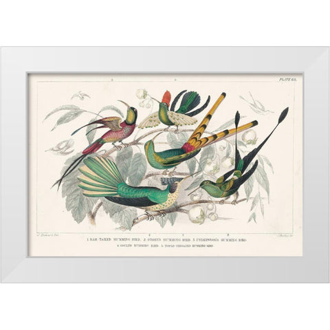 Hummingbirds Chart White Modern Wood Framed Art Print by Wild Apple Portfolio