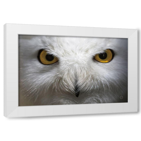 Snowy Owl Stare White Modern Wood Framed Art Print by Larson, Nathan
