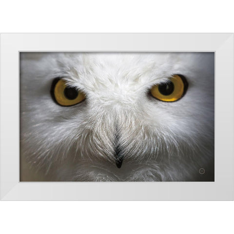 Snowy Owl Stare White Modern Wood Framed Art Print by Larson, Nathan