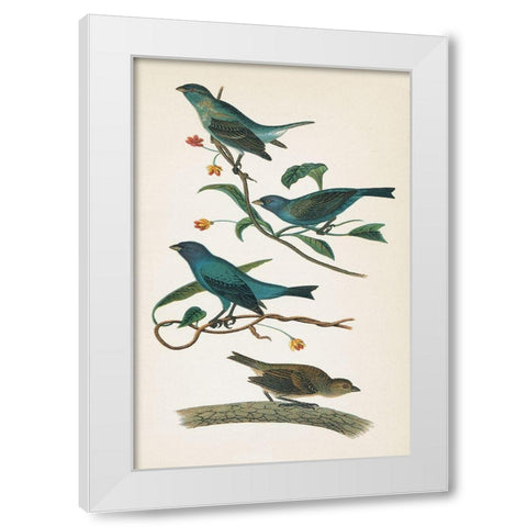Indigo Bunting Bright White Modern Wood Framed Art Print by Wild Apple Portfolio