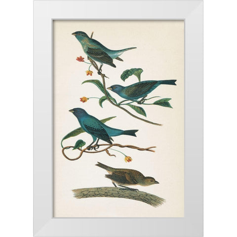 Indigo Bunting Bright White Modern Wood Framed Art Print by Wild Apple Portfolio