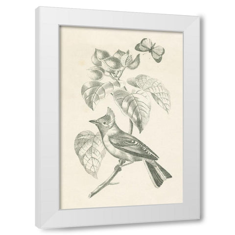 French Bird Drawing White Modern Wood Framed Art Print by Wild Apple Portfolio