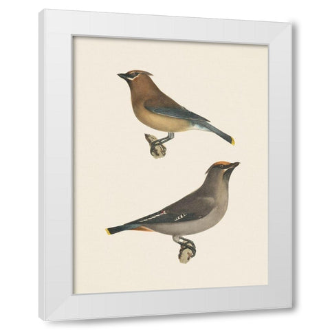 Cedar Waxwings Bright White Modern Wood Framed Art Print by Wild Apple Portfolio