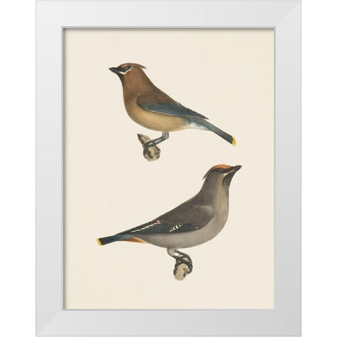 Cedar Waxwings Bright White Modern Wood Framed Art Print by Wild Apple Portfolio
