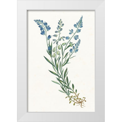 Polygala on White White Modern Wood Framed Art Print by Wild Apple Portfolio