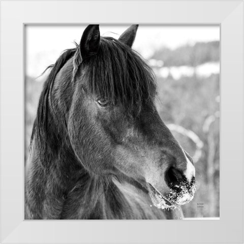 Winter Horse I White Modern Wood Framed Art Print by Larson, Nathan