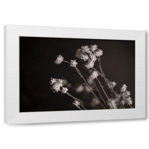Daisy Study White Modern Wood Framed Art Print by Larson, Nathan