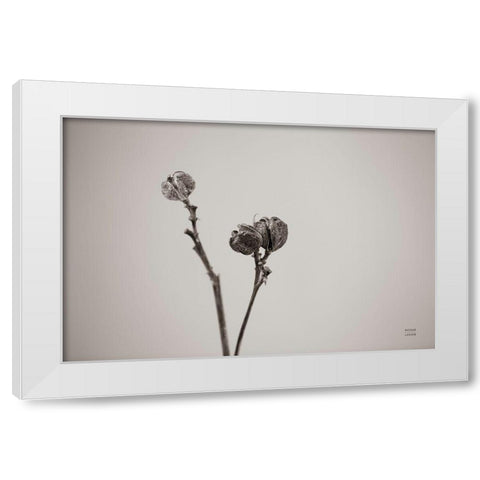 Daylily Pod Study White Modern Wood Framed Art Print by Larson, Nathan