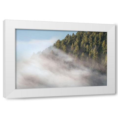 Fog and Forest I White Modern Wood Framed Art Print by Majchrowicz, Alan