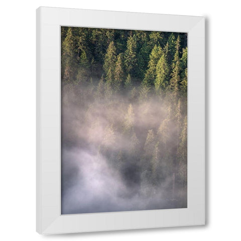 Fog and Forest II White Modern Wood Framed Art Print by Majchrowicz, Alan
