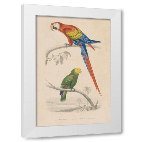 Parrot Study White Modern Wood Framed Art Print by Wild Apple Portfolio
