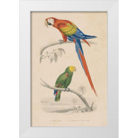Parrot Study White Modern Wood Framed Art Print by Wild Apple Portfolio