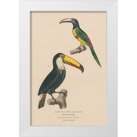 Toucan Study White Modern Wood Framed Art Print by Wild Apple Portfolio