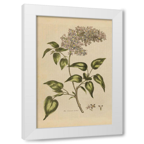 Herbal Botanical I Crop II White Modern Wood Framed Art Print by Wild Apple Portfolio