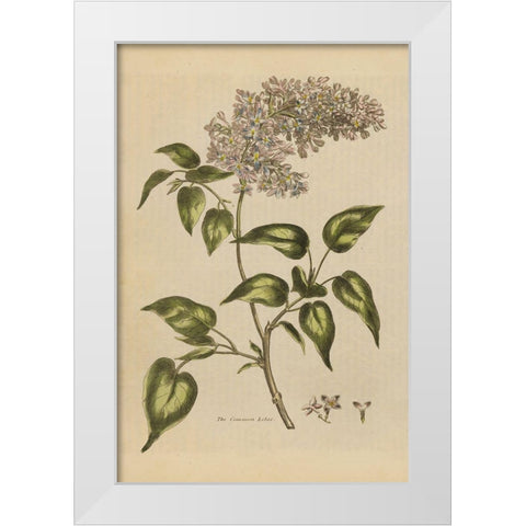 Herbal Botanical I Crop II White Modern Wood Framed Art Print by Wild Apple Portfolio