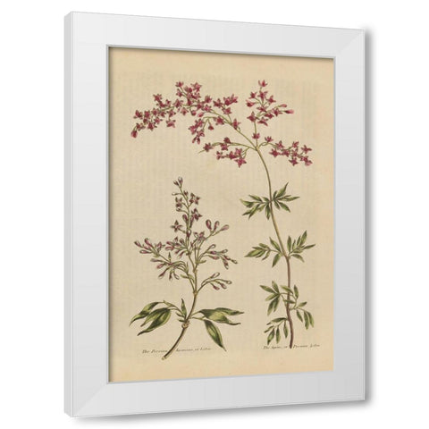 Herbal Botanical I Crop III White Modern Wood Framed Art Print by Wild Apple Portfolio