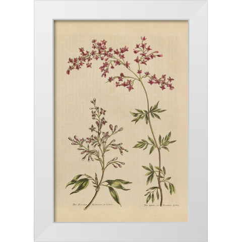 Herbal Botanical I Crop III White Modern Wood Framed Art Print by Wild Apple Portfolio