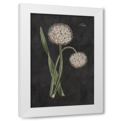 Allium II on Black White Modern Wood Framed Art Print by Wild Apple Portfolio