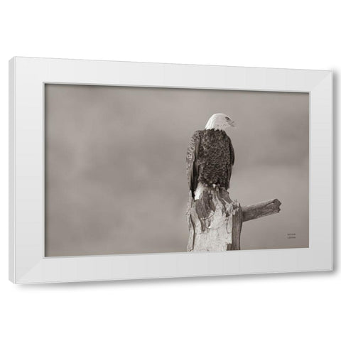 Eagle Perch White Modern Wood Framed Art Print by Larson, Nathan