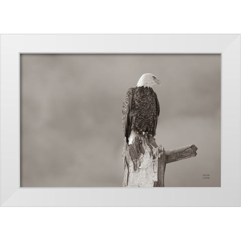 Eagle Perch White Modern Wood Framed Art Print by Larson, Nathan