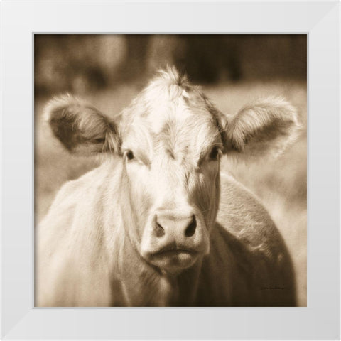 Pasture Cow Sepia Sq White Modern Wood Framed Art Print by Van Swearingen, Debra