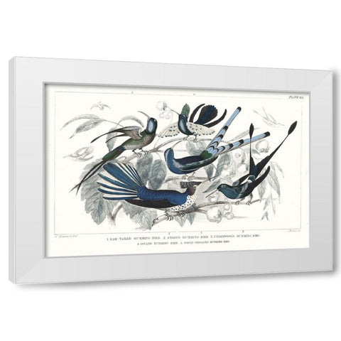 Hummingbirds Chart Providence White Modern Wood Framed Art Print by Wild Apple Portfolio