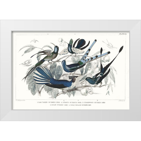 Hummingbirds Chart Providence White Modern Wood Framed Art Print by Wild Apple Portfolio