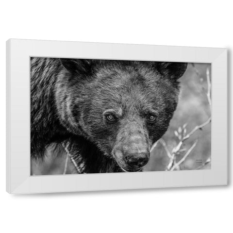 Bear Portrait BW White Modern Wood Framed Art Print by Larson, Nathan