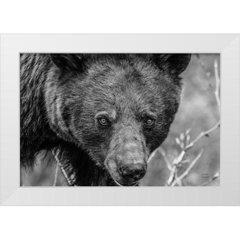 Bear Portrait BW White Modern Wood Framed Art Print by Larson, Nathan