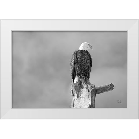 Eagle Perch BW White Modern Wood Framed Art Print by Larson, Nathan