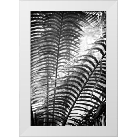 Sunlit Palms II White Modern Wood Framed Art Print by Van Swearingen, Debra