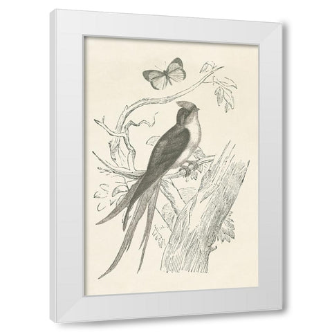 French Bird Etching White Modern Wood Framed Art Print by Wild Apple Portfolio