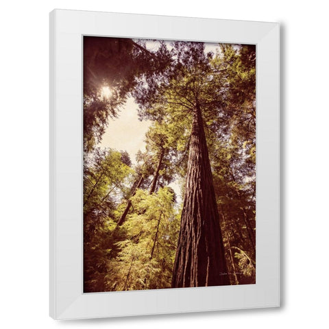 Redwoods 1 White Modern Wood Framed Art Print by Van Swearingen, Debra