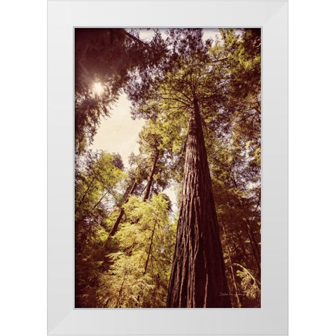 Redwoods 1 White Modern Wood Framed Art Print by Van Swearingen, Debra