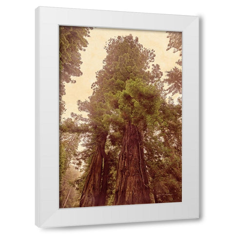 Redwoods II White Modern Wood Framed Art Print by Van Swearingen, Debra