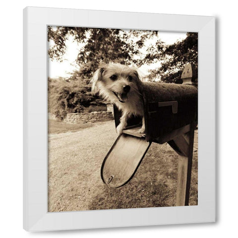 You ve got mail White Modern Wood Framed Art Print by Dratfield, Jim