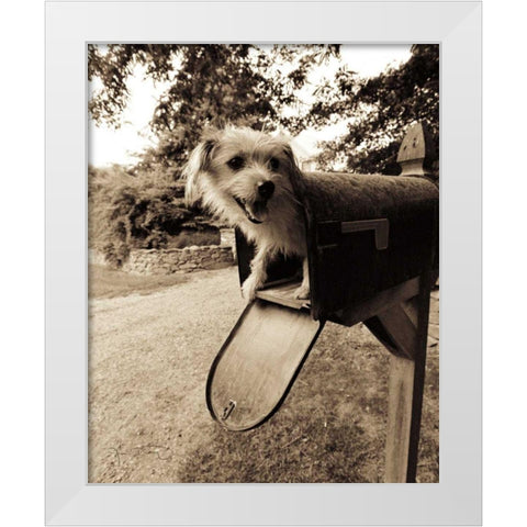 You ve got mail White Modern Wood Framed Art Print by Dratfield, Jim
