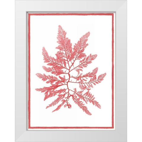 Sea Things III White Modern Wood Framed Art Print by Chilton, Sarah E