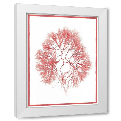 Sea Things IV White Modern Wood Framed Art Print by Chilton, Sarah E