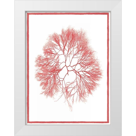 Sea Things IV White Modern Wood Framed Art Print by Chilton, Sarah E