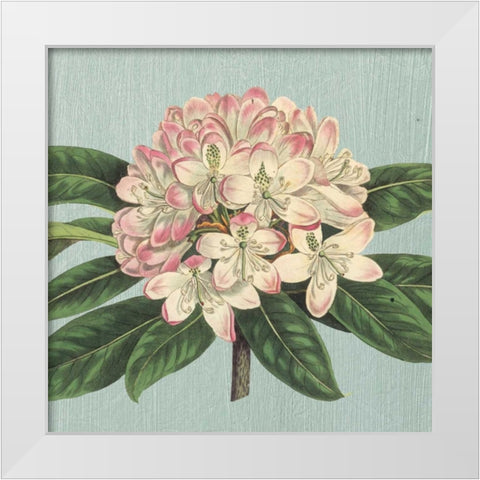 Rhododendron White Modern Wood Framed Art Print by Chilton, Sarah E