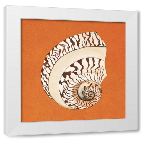 Cayman Quartet B White Modern Wood Framed Art Print by Shelby, Judy