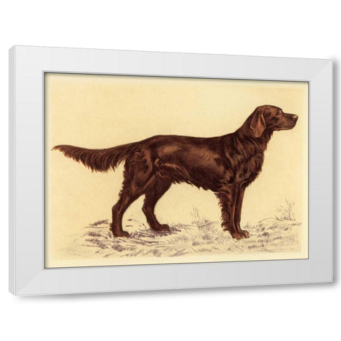 Hunting Dogs-Setter White Modern Wood Framed Art Print by Collot, Andres