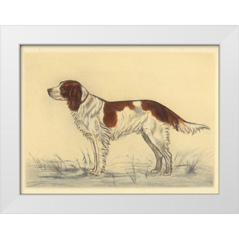 Hunting Dogs-Spaniel White Modern Wood Framed Art Print by Collot, Andres