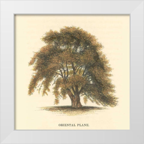 Oriental Plane White Modern Wood Framed Art Print by Williams, Samuel