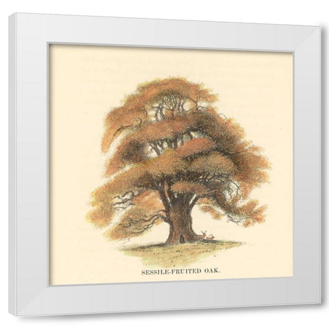 Sessile-Fruited Oak White Modern Wood Framed Art Print by Williams, Samuel